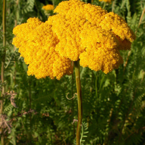 Achillée jaune - Achillea filipendulina -10 ml